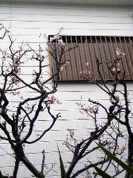 庭の梅
